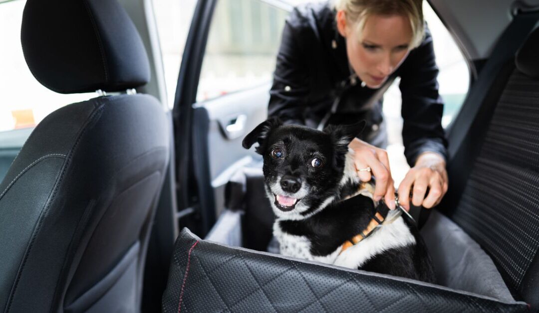 How to Solve Pet Travel Challenges Using Car Accessories